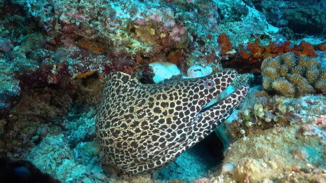 A vibrant school of tropical fish swims through a blue Caribbean coral reef where marine wildlife like groupers and moray eels thrive in their natural underwater ocean habitat
