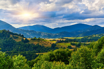 Mountain Meadow Wildflowers Fence View