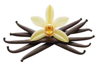 Dark brown vanilla pods, textured and crossed, with a delicate pale yellow-cream orchid and vibrant yellow-orange center resting atop, on a transparent background. Concept of natural vanilla's