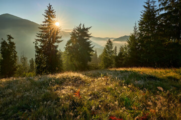 Mountain Meadow Sunrise Sunburst Mist