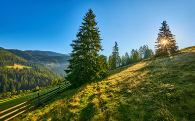 Sunrise Backlit Mountain Meadow Grass