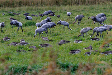 Fototapeta premium Kranich, Grus grus, Grauer Kranich, Eurasischer Kranich