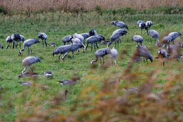 Fototapeta premium Kranich, Grus grus, Grauer Kranich, Eurasischer Kranich