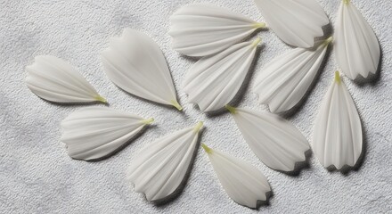 A cluster of white flower petals arranged in a circular pattern on a textured gray
