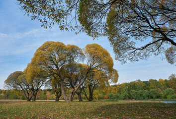 Autumn willows trees in the park