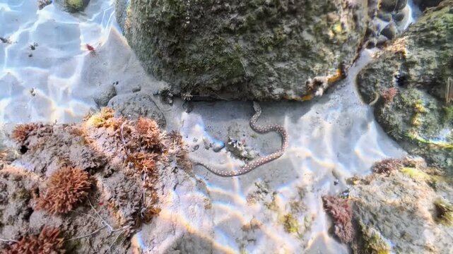 Sharptail snake-eel moving across sandy seabed near rocks and small coral formations, on clear shallow water bottom in Caribbean in Anse Dufour of Martinique in France. Myrichthys breviceps sp.