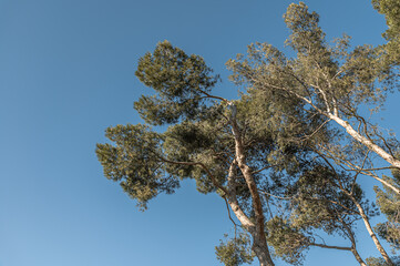 Obraz premium View of stone pine trees