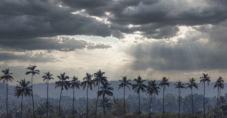 Palm trees with dramatic sky. Tropical landscape. Nature photography.