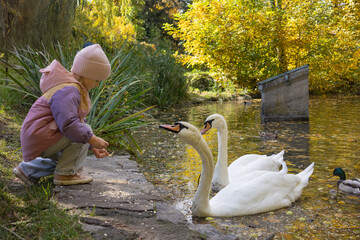 Little girl feeding white swans and ducks in a beautiful autumn park by the pond © Владислав Легір