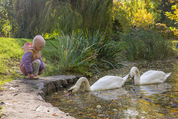 Little girl feeding white swans and ducks in a beautiful autumn park by the pond © Владислав Легір