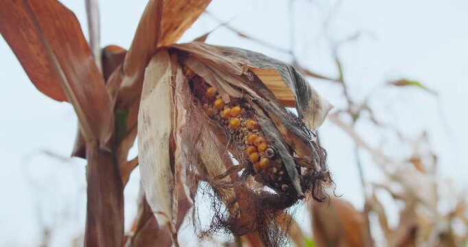 Close-up of damaged corn cob still attached to the stalk. Signs of poor kernel formation during growing season