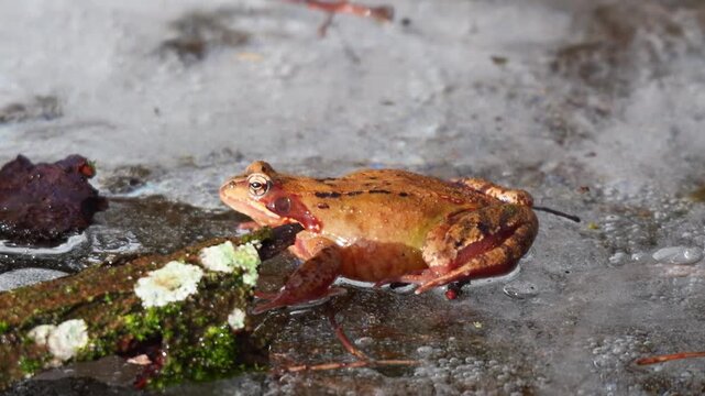 Grasfrosch (Rana temporaria) auf zugefrorenem Weiher