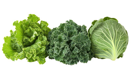 Fresh leafy greens collection - kale, cabbage, lettuce on transparent background