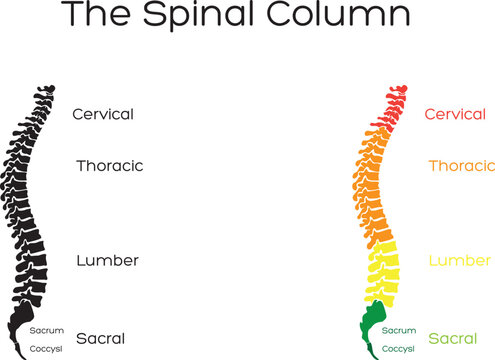 A modern and professional vector illustration of a human spinal column and vertebrae. This minimalist design features a stylized spine, symbolizing back health, alignment, and neurological care. Perfe