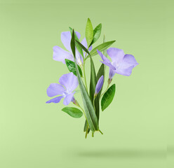 Beautiful Periwinkle flower with fresh green leaves falling in the air isolated on green background