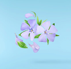 Beautiful Periwinkle flower with fresh green leaves falling in the air isolated on blue background
