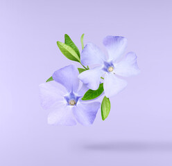 Beautiful Periwinkle flower with fresh green leaves falling in the air isolated on purple background