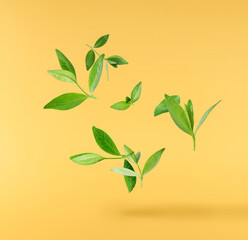 Fresh green rosemary herb falling in the air isolates on yellow background