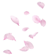 Beautiful pink peach petals falling in the air isolated on white background