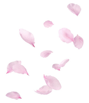 Beautiful pink peach petals falling in the air isolated on white background