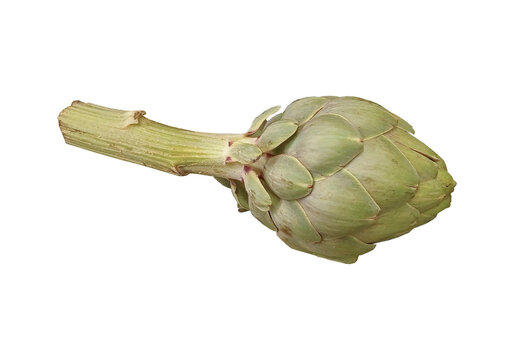 Alcachofa verde cruda entera con tallo aislada 