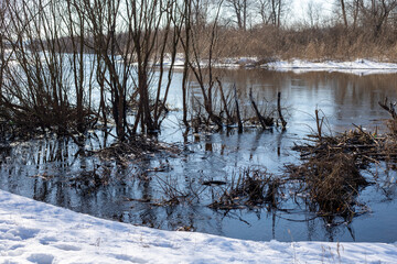 Beaver dam across a river. Beaver lodge sitting on a river surrounded. Tree branches across the river