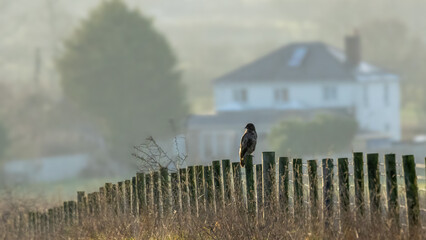Buzzard on a barbed wire fence in a rural part of England.
