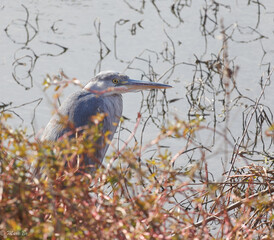 H&eacute;ron cendr&eacute; perch&eacute; dans les roseaux et son long bec