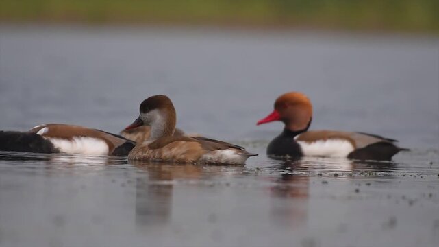 Red-crested pochard or Netta rufina and Lesser whistling duck or Dendrocygna javanica swimming and basking in the sun across a lake in the Wetland of Bengal.