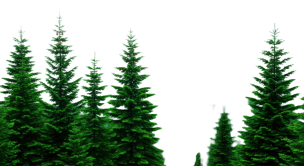 Lush, vibrant evergreen forest panorama with pin-sharp pine and fir trees in foreground, isolated against a soft misty background, ample copy space, concept of nature's tranquility and beauty