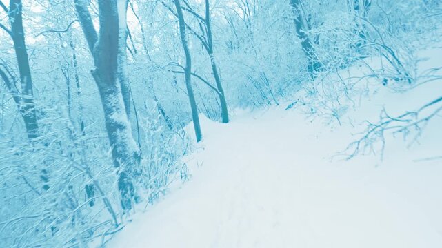Point of view shot of walking through a magical, deeply snowy winter forest with tall trees. Serene and tranquil nature scene, ideal for meditation, travel, and outdoor active lifestyle themes.
