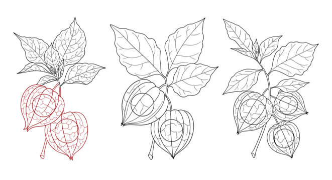Three branches of physalis or Chinese lantern plants are shown in a detailed black and red line art style on a plain background.