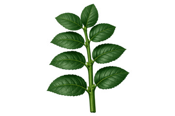 Fototapeta premium Green plant stem growing with vibrant leaves, symbolizing nature, freshness, organic growth, and botanical beauty on transparent background