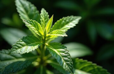 Close up on green lemon verbena plant. Leaves are vibrant, backlit with sun. Aloysia citrodora known for medicinal and aroma properties. Eco herbal plant on blurred green leaves background.