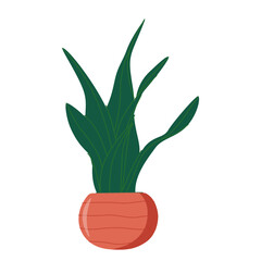 Tall indoor plant. Large potted houseplant. Interior green decoration growing upright in floor planter.