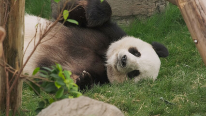 Fun giant panda bear lies down © Kokhanchikov