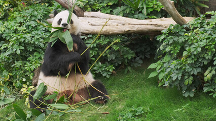 Cute giant panda bear eating bamboo © Kokhanchikov