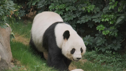 Cute giant panda bear walking