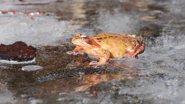 Grasfrosch (Rana temporaria) auf zugefrorenem Weiher