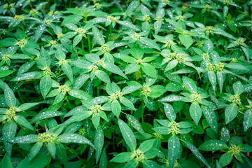 Cinderella weed (Synedrella nodiflora) or called jotang kuda or legetang &nbsp;Plant with Yellow Flower growing in the garden in the morning with dew. Green leaves background.