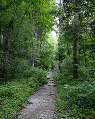 Obraz premium Forest Hiking Trail Surrounded by Lush Green Trees in Summer