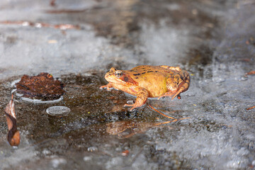 Grasfrosch (Rana temporaria) auf zugefrorenem Weiher