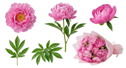Pink Peony Flowers Collection - Blooming Buds, Leaves, and Bouquet