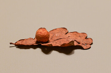 Eichenblatt mit Eichengalle 