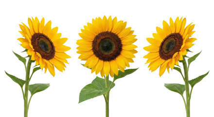Naklejka premium Three Bright Sunflowers Isolated on White Background