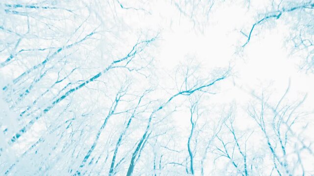 Point of view shot of walking through a magical, deeply snowy winter forest with tall trees. Serene and tranquil nature scene, ideal for meditation, travel, and outdoor active lifestyle themes.