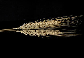 A head of golden barley in closeup with reflection isolated on a black background