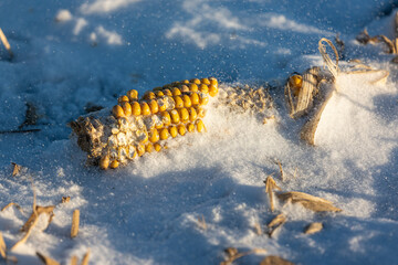 Alter Maiskolben auf einem Feld im Schnee