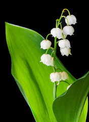 Lily of the valley flowers for gifts isolated on black background.