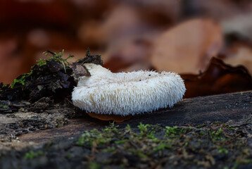 Stachelseitling (CLIMACODON PULCHERRIMUS)